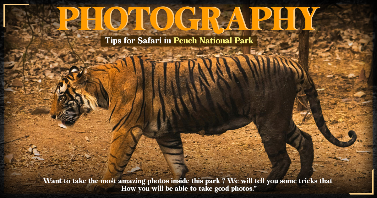 Photography Tips for Safari in Pench National Park