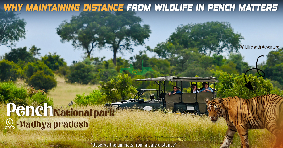 Why Maintaining Distance From Wildlife In Pench Matters