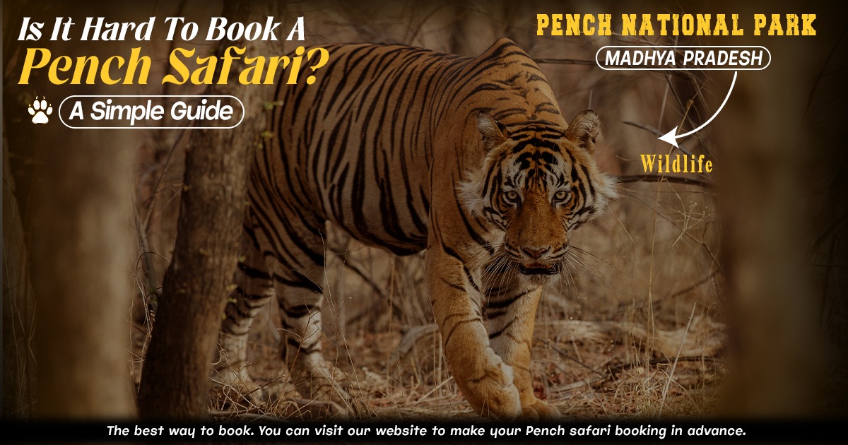 Is It Hard To Book A Pench Safari? A Simple Guide