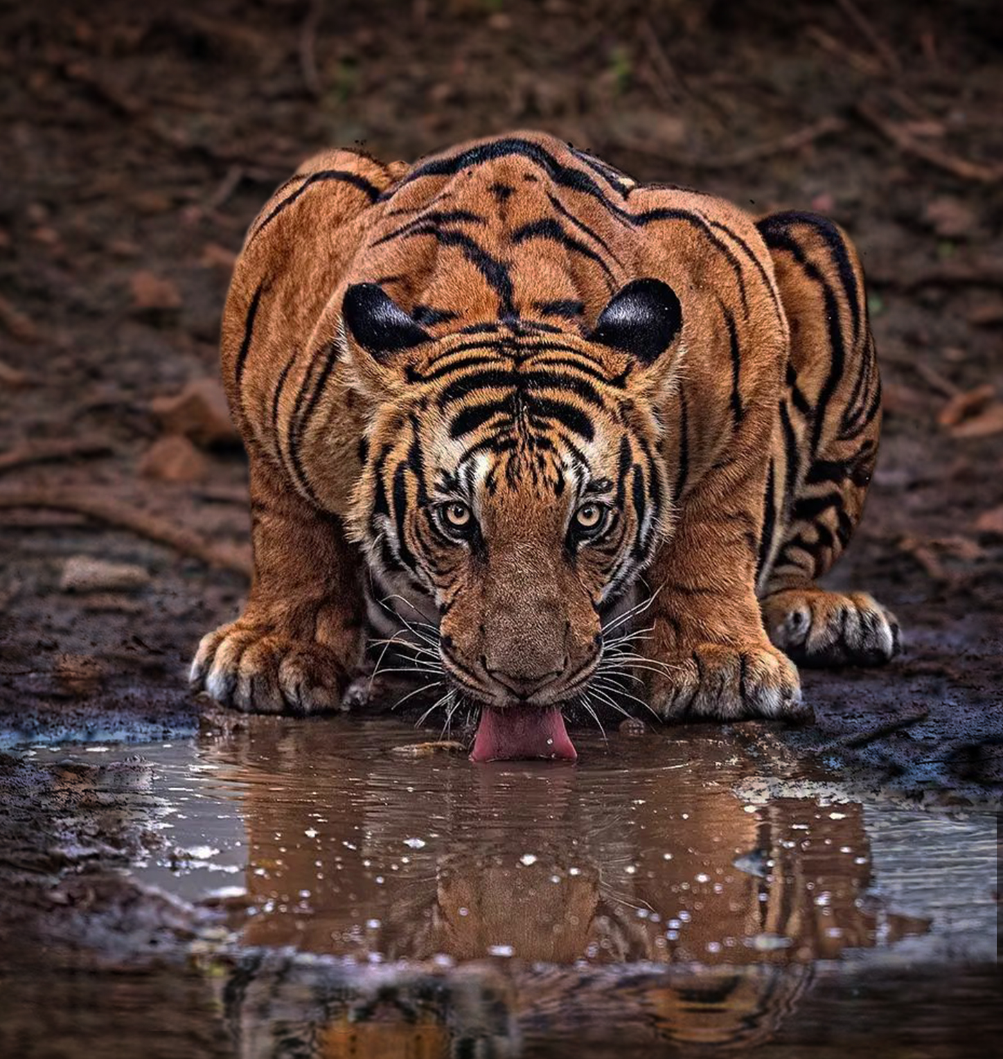 Tigers in Pench Safari