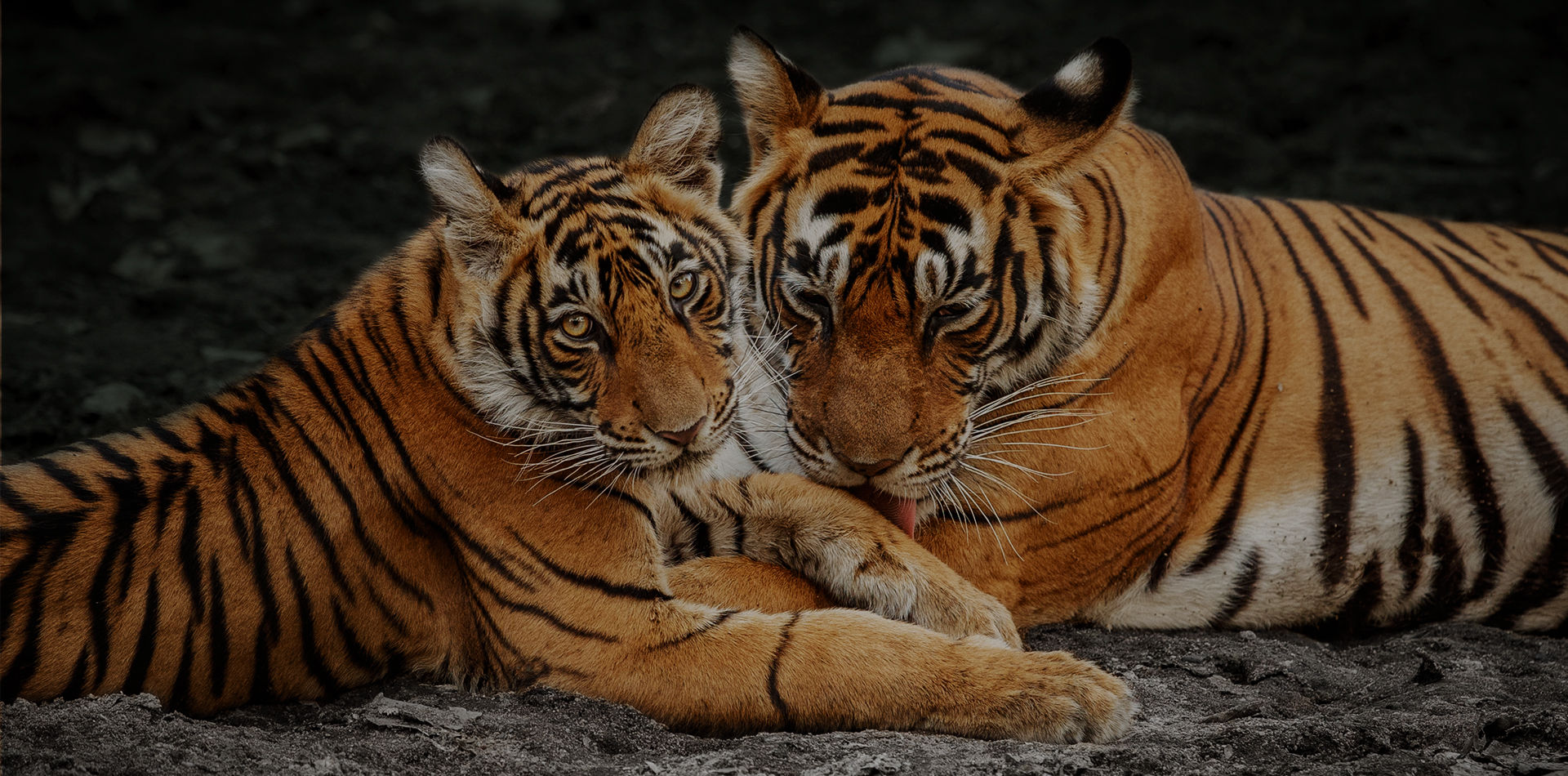 Contact Jungle Safari Bharat for Pench National Park safari bookings, resort stays and wildlife travel assistance