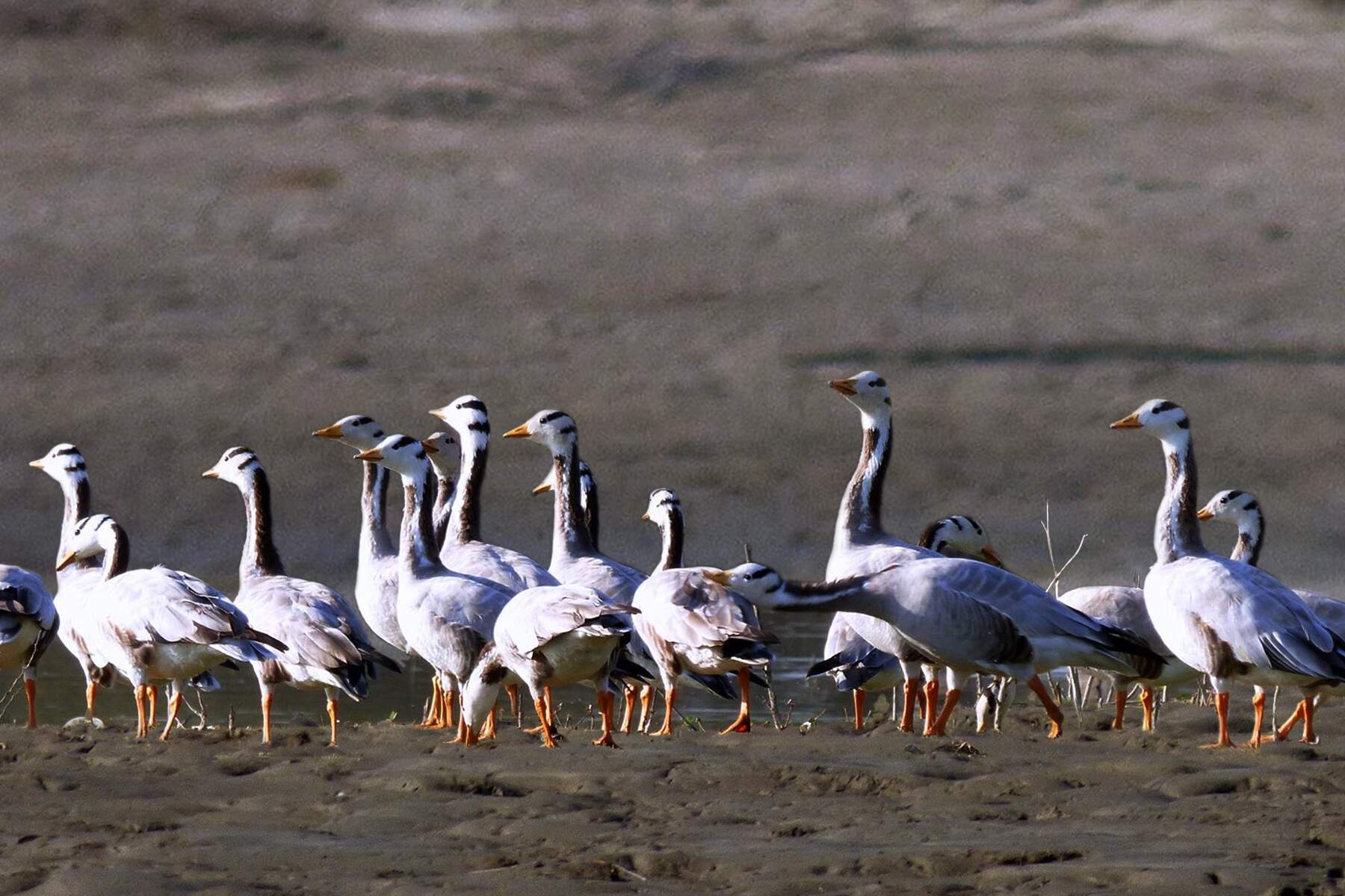 Pench Bar Headed Goose