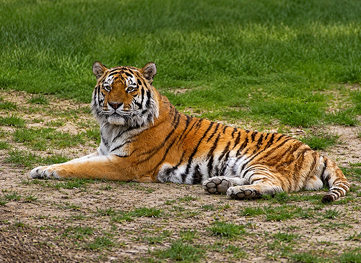 Pench National Park