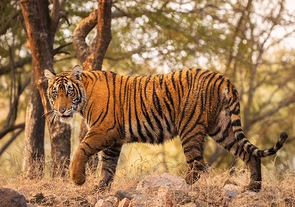Pench National Park