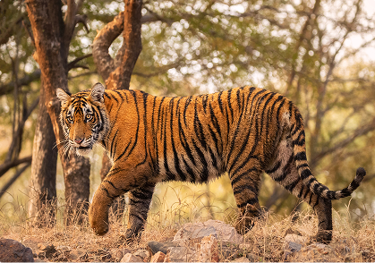Pench National Park