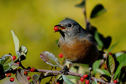 Birdwatching in Pench